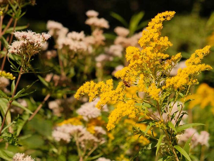 Bürgerstiftung Naturerbe bewahren